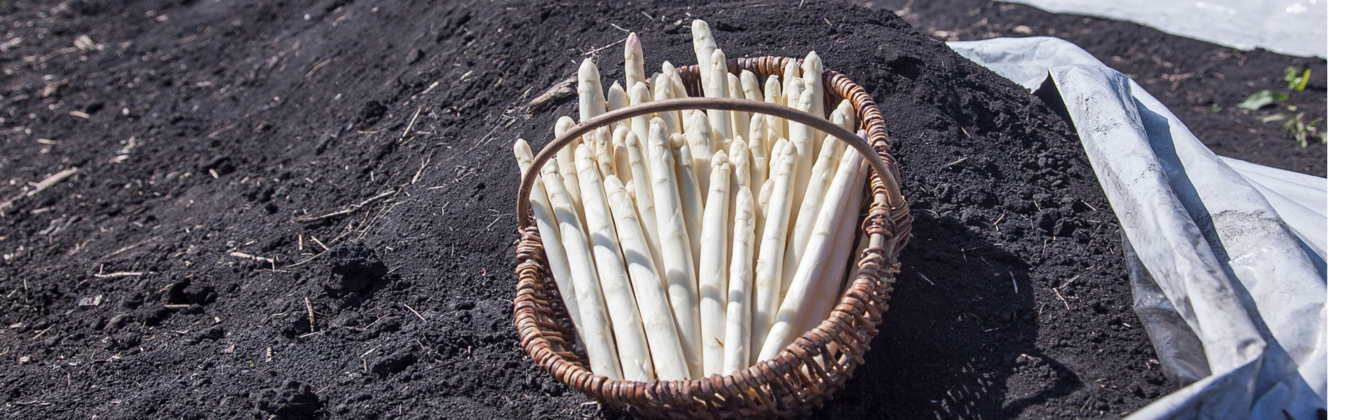 Spargel