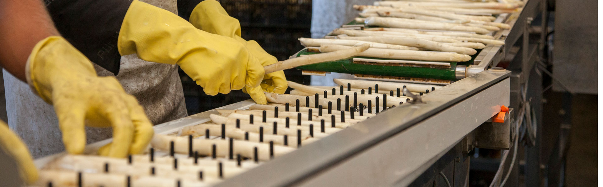 Spargel reinigen