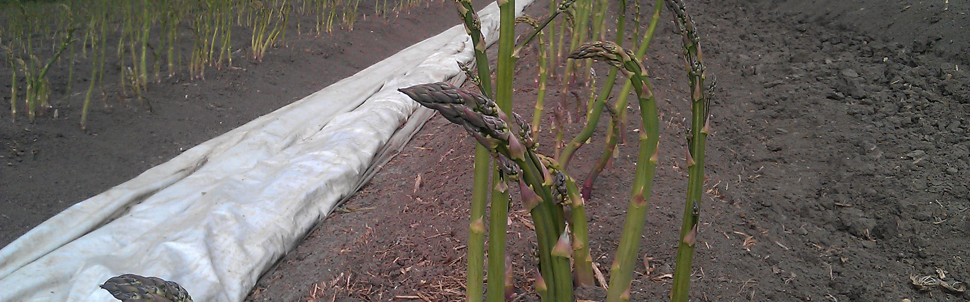 Spargel