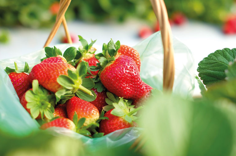 shutterstock_580758967_erdbeeren